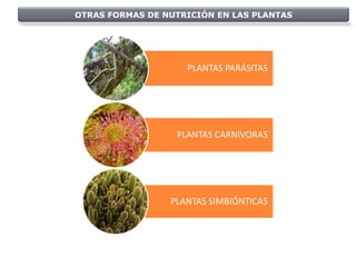 OTRAS FORMAS DE NUTRICIÓN EN LAS PLANTAS




                    PLANTAS PARÁSITAS




                  PLANTAS CARNIVORAS




                 PLANTAS SIMBIÓNTICAS
 