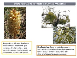 OTRAS FORMAS DE NUTRICIÓN: PLANTAS PARÁSITAS




Holoparásitas: Algunas de ellas no
tienen clorofila y se tienen que
alimentar directamente de otra         Hemiparásitas: Como el muérdago que es
planta. Introducen los haustorios en   autótrofo (realiza la fotosíntesis) pero necesita
el floema de la planta parasitada.     tomar la savia bruta de otra planta para
                                       obtener el agua y las sales minerales.
 