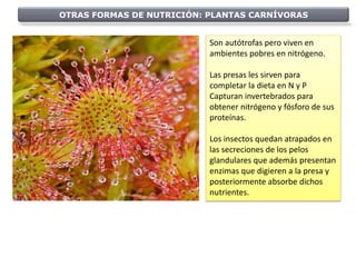 OTRAS FORMAS DE NUTRICIÓN: PLANTAS CARNÍVORAS


                           Son autótrofas pero viven en
                           ambientes pobres en nitrógeno.

                           Las presas les sirven para
                           completar la dieta en N y P
                           Capturan invertebrados para
                           obtener nitrógeno y fósforo de sus
                           proteínas.

                           Los insectos quedan atrapados en
                           las secreciones de los pelos
                           glandulares que además presentan
                           enzimas que digieren a la presa y
                           posteriormente absorbe dichos
                           nutrientes.
 
