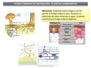OTRAS FORMAS DE NUTRICIÓN: PLANTAS SIMBIONTES


                    Micorrizas: Simbiosis entre hongo y raíz de
                    planta. El hongo rodea la raíz y favorece la
                    absorción de sales minerales y agua. La planta
                    suministra al hongo materia orgánica.
 