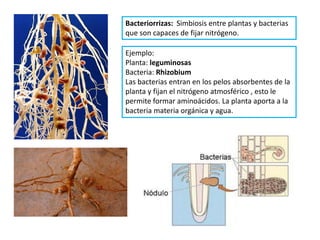Bacteriorrizas: Simbiosis entre plantas y bacterias
que son capaces de fijar nitrógeno.

Ejemplo:
Planta: leguminosas
Bacteria: Rhizobium
Las bacterias entran en los pelos absorbentes de la
planta y fijan el nitrógeno atmosférico , esto le
permite formar aminoácidos. La planta aporta a la
bacteria materia orgánica y agua.
 