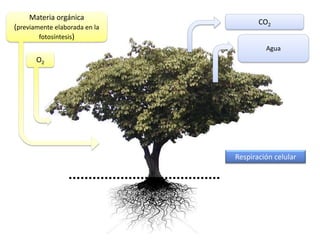 Materia orgánica
                                      CO2
(previamente elaborada en la
        fotosíntesis)
                                        Agua
       O2




                               Respiración celular
 