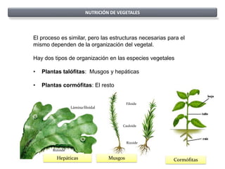 NUTRICIÓN DE VEGETALES




El proceso es similar, pero las estructuras necesarias para el
mismo dependen de la organización del vegetal.

Hay dos tipos de organización en las especies vegetales

•   Plantas talófitas: Musgos y hepáticas

•   Plantas cormófitas: El resto


                                             Filoide
                  Lámina filoidal



                                         Cauloide



                                             Rizoide

        Rizoide

          Hepáticas                 Musgos               Cormófitas
 