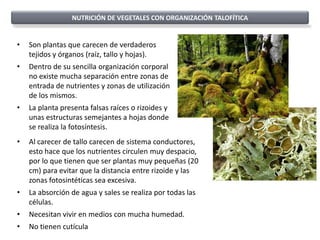 NUTRICIÓN DE VEGETALES CON ORGANIZACIÓN TALOFÍTICA


•   Son plantas que carecen de verdaderos
    tejidos y órganos (raíz, tallo y hojas).
•   Dentro de su sencilla organización corporal
    no existe mucha separación entre zonas de
    entrada de nutrientes y zonas de utilización
    de los mismos.
•   La planta presenta falsas raíces o rizoides y
    unas estructuras semejantes a hojas donde
    se realiza la fotosíntesis.
•   Al carecer de tallo carecen de sistema conductores,
    esto hace que los nutrientes circulen muy despacio,
    por lo que tienen que ser plantas muy pequeñas (20
    cm) para evitar que la distancia entre rizoide y las
    zonas fotosintéticas sea excesiva.
•   La absorción de agua y sales se realiza por todas las
    células.
•   Necesitan vivir en medios con mucha humedad.
•   No tienen cutícula
 