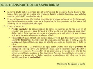 4. EL TRANSPORTE DE LA SAVIA BRUTA
    La savia bruta debe ascender por el tallo/tronco de la planta hasta llegar a las
     hojas. Este ascenso se realiza por el xilema (vasos leñosos, formados por células
     muertas, de 20 -70 μm de diámetro).
    El mecanismo de ascensión contra gravedad se produce debido a un fenómeno de
     tensión-adhesión-cohesión, que va a depender de la estructura de los vasos del
     xilema y de las propiedades del agua.
    Estos procesos son:
       Presión radicular. La concentración de sales es superior en la raíz que en el
        exterior, por lo que el agua tenderá a entrar en la raíz por ósmosis, para diluir
        dichas sales. Esta cantidad de agua acumulada en la raíz ejercerá una presión
        suficiente para que el agua ascienda por el tallo.
       Transpiración. Cuando las hojas pierden agua, el vacío que dejan ejerce una fuerza
        aspirante (tensión) de las moléculas de agua que ascienden por el tallo, y como la
        cohesión de las moléculas de agua es alta, la ascensión de liquido por el tallo es
        eficaz.
       Tensión-cohesión. Las moléculas de agua están unidas entre sí por puentes de
        hidrógeno, lo que permite una cohesión elevada (las moléculas de agua tienden a
        permanecer unidas). Al ascender no se disgregan y la fuerza que tira de las
        primeras moléculas arrastra a las siguientes. Además las moléculas de agua se
        adhieren a la pared de los tubos capilares ascendiendo por ellos, por lo que
        también participa la capilaridad.


                                                          Movimiento del agua en la planta
 