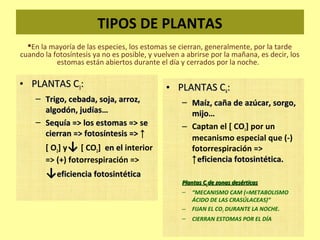 TIPOS DE PLANTAS
  En la mayoría de las especies, los estomas se cierran, generalmente, por la tarde
cuando la fotosíntesis ya no es posible, y vuelven a abrirse por la mañana, es decir, los
           estomas están abiertos durante el día y cerrados por la noche.

• PLANTAS C3:                                 • PLANTAS C4:
    – Trigo, cebada, soja, arroz,                  – Maíz, caña de azúcar, sorgo,
      algodón, judías…                               mijo…
    – Sequía => los estomas => se                  – Captan el [ CO2] por un
      cierran => fotosíntesis => ↑                   mecanismo especial que (-)
        [ O2] y↓ [ CO2] en el interior               fotorrespiración =>
        => (+) fotorrespiración =>                   ↑ eficiencia fotosintética.
        ↓eficiencia fotosintética
                                                   Plantas C4 de zonas desérticas
                                                   –   “MECANISMO CAM (=METABOLISMO
                                                       ÁCIDO DE LAS CRASÚLACEAS)”
                                                   –   FIJAN EL CO2 DURANTE LA NOCHE.
                                                   –   CIERRAN ESTOMAS POR EL DÍA
 