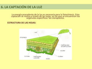 6. LA CAPTACIÓN DE LA LUZ
      La energía procedente de la luz es necesaria para la fotosíntesis. Esta
      captación se realiza a través de las hojas, en las que se encuentran los
                     orgánulos específicos: los cloroplastos.
   ESTRUCTURA DE LAS HOJAS:
 