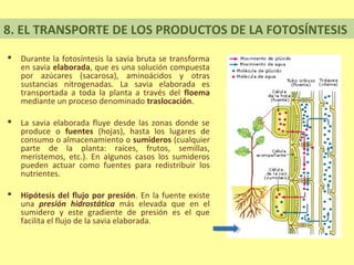 8. EL TRANSPORTE DE LOS PRODUCTOS DE LA FOTOSÍNTESIS
   Durante la fotosíntesis la savia bruta se transforma
    en savia elaborada, que es una solución compuesta
    por azúcares (sacarosa), aminoácidos y otras
    sustancias nitrogenadas. La savia elaborada es
    transportada a toda la planta a través del floema
    mediante un proceso denominado traslocación.

   La savia elaborada fluye desde las zonas donde se
    produce o fuentes (hojas), hasta los lugares de
    consumo o almacenamiento o sumideros (cualquier
    parte de la planta: raíces, frutos, semillas,
    meristemos, etc.). En algunos casos los sumideros
    pueden actuar como fuentes para redistribuir los
    nutrientes.

   Hipótesis del flujo por presión. En la fuente existe
    una presión hidrostática más elevada que en el
    sumidero y este gradiente de presión es el que
    facilita el flujo de la savia elaborada.
 