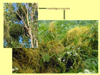 muérdago y cuscuta
 