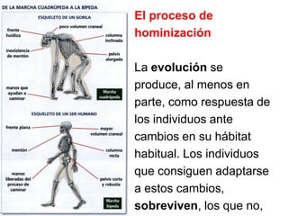 El proceso de
hominización
La evolución se
produce, al menos en
parte, como respuesta de
los individuos ante
cambios en su hábitat
habitual. Los individuos
que consiguen adaptarse
a estos cambios,
sobreviven, los que no,
 