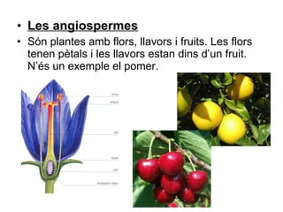 • Les angiospermes
• Són plantes amb flors, llavors i fruits. Les flors
tenen pètals i les llavors estan dins d’un fruit.
N’és un exemple el pomer.
 