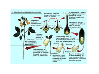 Tema 9 regne de les plantes