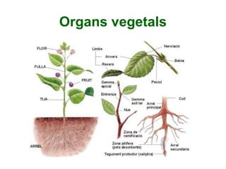Organs vegetals
 