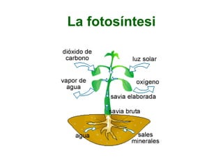 La fotosíntesi
 