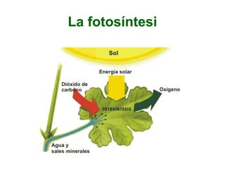 La fotosíntesi
 