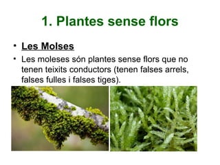1. Plantes sense flors
• Les Molses
• Les moleses són plantes sense flors que no
tenen teixits conductors (tenen falses arrels,
falses fulles i falses tiges).
 
