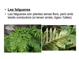 • Les falgueres
• Les falgueres són plantes sense flors, però amb
teixits conductors (si tenen arrels, tiges i fulles).
 