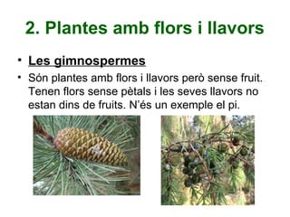 2. Plantes amb flors i llavors
• Les gimnospermes
• Són plantes amb flors i llavors però sense fruit.
Tenen flors sense pètals i les seves llavors no
estan dins de fruits. N’és un exemple el pi.
 