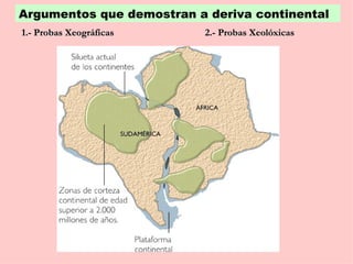 Argumentos que demostran a deriva continental
1.- Probas Xeográficas     2.- Probas Xeolóxicas
 