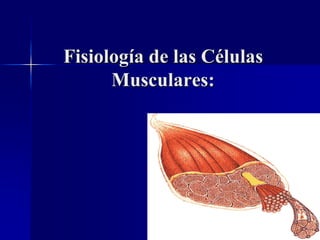 Fisiología de las Células
Musculares:
 