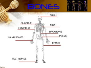BONES
SKULL
RIBS
BACKBONE
PELVIS
CLAVICLE
HUMERUS
FEMUR
HAND BONES
FEET BONES