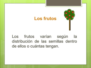 Los frutos
Los frutos varían según la
distribución de las semillas dentro
de ellos o cuántas tengan.
 