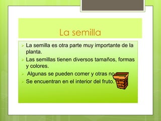 La semilla
 La semilla es otra parte muy importante de la
planta.
 Las semillas tienen diversos tamaños, formas
y colores.
 Algunas se pueden comer y otras no.
 Se encuentran en el interior del fruto.
 