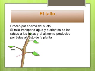 El tallo
Crecen por encima del suelo.
El tallo transporta agua y nutrientes de las
raíces a las hojas y el alimento producido
por éstas al resto de la planta.
 