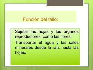 Función del tallo:
Sujetar las hojas y los órganos
reproductores, como las flores.
Transportar el agua y las sales
minerales desde la raíz hasta las
hojas.
 
