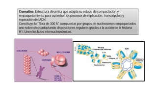 Cromatina: Estructura dinámica que adapta su estado de compactación y 
empaquetamiento para optimizar los procesos de replicación, transcripción y 
reparación del ADN. 
Constituye la "fibra de 300 Å" compuestas por grupos de nucleosomas empaquetados 
uno sobre otros adoptando disposiciones regulares gracias a la acción de la histona 
H1. Unen los lazos internucleosómicos. 
 