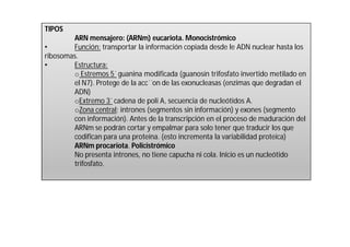 TIPOS 
ARN mensajero: (ARNm) eucariota. Monocistrómico 
• Función: transportar la información copiada desde le ADN nuclear hasta los 
ribosomas. 
• Estructura: 
o Estremos 5´ guanina modificada (guanosín trifosfato invertido metilado en 
el N7). Protege de la acc´´on de las exonucleasas (enzimas que degradan el 
ADN) 
oExtremo 3´ cadena de poli A, secuencia de nucleótidos A. 
oZona central: intrones (segmentos sin información) y exones (segmento 
con información). Antes de la transcripción en el proceso de maduración del 
ARNm se podrán cortar y empalmar para solo tener que traducir los que 
codifican para una proteína. (esto incrementa la variabilidad proteica) 
ARNm procariota. Policistrómico 
No presenta intrones, no tiene capucha ni cola. Inicio es un nucleótido 
trifosfato. 
 