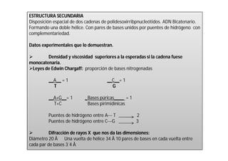 ESTRUCTURA SECUNDARIA 
Disposición espacial de dos cadenas de polidesoxirribpnucleótidos. ADN Bicatenario. 
Formando una doble hélice. Con pares de bases unidos por puentes de hidrógeno con 
complementariedad. 
Datos experimentales que lo demuestran. 
 Densidad y viscosidad superiores a la esperadas si la cadena fuese 
monocatenaria. 
Leyes de Edwin Chargaff: proporción de bases nitrogenadas 
__A__ = 1 __C__= 1 
T G 
__A+G__= 1 _Bases púricas____ = 1 
T+C Bases pirimidínicas 
Puentes de hidrógeno entre A--- T 2 
Puentes de hidrógeno entre C---G 3 
 Difracción de rayos X que nos da las dimensiones: 
Diámetro 20 Å Una vuelta de hélice 34 Å 10 pares de bases en cada vuelta entre 
cada par de bases 3´4 Å 
 