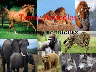 Tema: Animales 
AGUSTINA RODRÍGUEZ 
 