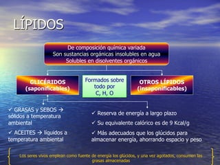 LÍPIDOS
                         De composición química variada
                    Son sustancias orgánicas insolubles en agua
                         Solubles en disolventes orgánicos


         GLICÉRIDOS                  Formados sobre             OTROS LÍPIDOS
       (saponificables)                 todo por               (insaponificables)
                                         C, H, O


ü  GRASAS y SEBOS à
                                        ü  Reserva de energía a largo plazo
sólidos a temperatura
ambiental                               ü  Su equivalente calórico es de 9 Kcal/g
ü  ACEITES à líquidos a               ü  Más adecuados que los glúcidos para
temperatura ambiental                   almacenar energía, ahorrando espacio y peso

    Los seres vivos emplean como fuente de energía los glúcidos, y una vez agotados, consumen las
                                        grasas almacenadas
 