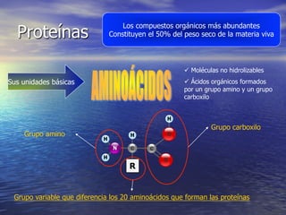 Proteínas
                                  Los compuestos orgánicos más abundantes
                              Constituyen el 50% del peso seco de la materia viva




                                                     ü  Moléculas no hidrolizables
Sus unidades básicas                                 ü  Ácidos orgánicos formados
                                                     por un grupo amino y un grupo
                                                     carboxilo



                                                               Grupo carboxilo
    Grupo amino




 Grupo variable que diferencia los 20 aminoácidos que forman las proteínas
 
