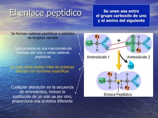 El enlace peptídico                             Se unen aas entre
                                            el grupo carboxilo de uno
                                             y el amino del siguiente


Se forman cadenas peptídicas o péptidos
          de longitud variable


  Cada proteína es una macromolécula
   formada por una o varias cadenas
               peptídicas

En cada célula existen miles de proteínas
   distintas con funciones específicas



Cualquier alteración en la secuencia
     de aminoácidos, incluso la
 sustitución de un solo aa por otro,
proporciona una proteína diferente
 