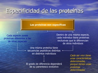 Especificidad de las proteínas

                         Las proteínas son específicas



   Cada especie posee                            Dentro de una misma especie,
proteínas diferentes a las                       cada individuo tiene proteínas
    de otras especies                             exclusivas que le diferencian
                                                       de otros individuos
                        Una misma proteína tiene
                      secuencias peptídicas distintas
                          en distintos individuos
                                                             Cada ser vivo tiene
                                                             unas características
                                                             determinadas,
                     El grado de diferencia dependerá        porque tienen unas
                         de su parentesco evolutivo          proteínas
                                                             determinadas
 