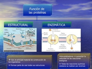 Función de
                          las proteínas



ESTRUCTURAL                                        ENZIMÁTICA




                                                         v biocatalizadores à aumentar la
                                                         velocidad de las reacciones
v  Son el principal material de construcción de         biológicas
los organismos
                                                         v  Todas las reacciones químicas
v  Forman parte de casi todas sus estructuras           celulares se realizan por enzimas
 