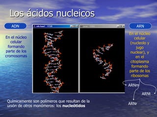 Los ácidos nucleicos
   ADN                                               ARN
                                                 En el núcleo
En el núcleo                                         celular
    celular                                      (nucleolo y
  formando                                            jugo
parte de los                                      nuclear), y
cromosomas                                            en el
                                                  citoplasma
                                                  formando
                                                 parte de los
                                                  ribosomas

                                                 ARNm

                                                        ARNt
 Químicamente son polímeros que resultan de la
                                                 ARNr
 unión de otros monómeros: los nucleótidos
 