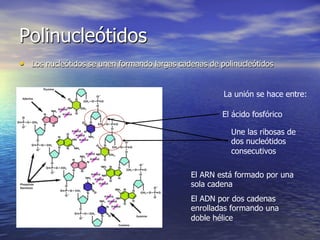 Polinucleótidos
•  Los nucleótidos se unen formando largas cadenas de polinucleótidos


                                                       La unión se hace entre:

                                                       El ácido fosfórico

                                                         Une las ribosas de
                                                         dos nucleótidos
                                                         consecutivos

                                              El ARN está formado por una
                                              sola cadena
                                              El ADN por dos cadenas
                                              enrolladas formando una
                                              doble hélice
 