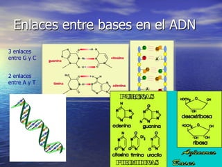 Enlaces entre bases en el ADN
3 enlaces
entre G y C


2 enlaces
entre A y T

                   PÚRICAS
 
