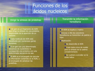 Funciones de los
                              ácidos nucleicos
 Dirigir la síntesis de proteínas            Transmitir la información
                                                   hereditaria

"   Un gen es un fragmento de ADN         "   El ADN se duplica o replica
que dirige la síntesis de una proteína,
responsable de la aparición de un         "   Gracias a ello los caracteres
carácter.                                 hereditarios se transmiten de padres a
                                          hijos
"   Cada molécula de ADN está
constituida por numerosos genes           "   Replicación:
sucesivos                                       "   Se desenrolla el ADN
"   A un gen con una determinada                "   Cada hebra sirve de molde
secuencia de nucleótidos le                     para la síntesis de la cadena
corresponde una proteína con una                complementaria
determinada secuencia de aas.
                                                "   Se vuelven a enrollar en la
"   El ARN es el encargado de ejecutar          doble hélice
la información contenida en el ADN, y
el encargado de sintetizar las
proteínas.
 