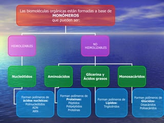 Las biomoléculas orgánicas están formadas a base de
                       MONÓMEROS
                       que pueden ser:




                                                    NO
HIDROLIZABLES
                                               HIDROLIZABLES




                                               Glicerina y
Nucleótidos             Aminoácidos                                 Monosacáridos
                                              Ácidos grasos




      Forman polímeros de     Forman polímeros de
                                                                            Forman polímeros de
       ácidos nucleicos:          Proteínas:          Forman polímeros de
                                                                                 Glúcidos:
         Polinucleótidos           Péptidos                Lípidos:
                                                                                 Disacáridos
              ADN                 Polipéptidos            Triglicéridos
                                                                                Polisacáridos
               ARN                 Proteínas
 