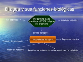 El agua y sus funciones biológicas

    Las especies              Por término medio
                          constituye el 75 % del peso        Edad del individuo
                                 del organismo



                              El tipo de tejido


                              Propiedades del agua            Regulador térmico
Vehículo de transporte



    Medio de reacción    Reactivo, especialmente en las reacciones de hidrólisis
 
