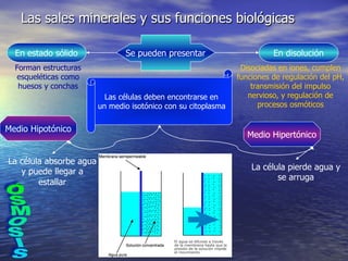 Las sales minerales y sus funciones biológicas

  En estado sólido              Se pueden presentar                       En disolución
  Forman estructuras                                             Disociadas en iones, cumplen
  esqueléticas como                                             funciones de regulación del pH,
   huesos y conchas                                                 transmisión del impulso
                           Las células deben encontrarse en        nervioso, y regulación de
                         un medio isotónico con su citoplasma         procesos osmóticos


Medio Hipotónico
                                                                   Medio Hipertónico


La célula absorbe agua
                                                                    La célula pierde agua y
   y puede llegar a
                                                                           se arruga
        estallar
 