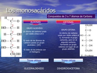 Los monosacáridos
                                    Compuestos de 3 a 7 átomos de Carbono

              ALDOSAS                             CETOSAS

         GRUPO ALDEHÍDO:
                                                GRUPO CETONA:
     Un átomo de carbono unido
        por doble enlace al O                 Un átomo de carbono
                                            unido por doble enlace al
                                              O, formando el grupo
      El resto de los átomos de               carbonilo, pero en el
      Carbono posee un grupo                    segundo carbono,
           alcohólico (OH)                     formando un grupo
                                             cetónico en lugar de un
      El resto de los enlaces con                grupo aldehído
              el Hidrógeno



          Triosa aldosa                         Triosa cetosa


      GLICERALDEHIDO                       DIHIDROXIACETONA
 