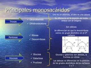 Principales monosacáridos
                                   Uno es un aldehído, el otro es una cetona
                                     Se diferencia en la posición del doble
            ü  Gliceraldehído               enlace con el Oxígeno
 Triosas
            ü  Dihidroxiacetona
                                                 Son aldosas
                                    Se diferencian en que la desoxirribosa
                                     carece de grupo alcohólico en el 2º
              ü  Ribosa                           carbono
 Pentosas
              ü  Desoxirribosa




               ü  Glucosa            Glucosa y galactosa son aldosas, la
                                              fructosa es cetosa
 Hexosas       ü  Galactosa
                                   Las aldosas se diferencian en la posición
               ü  Fructosa        de los grupos alcohólicos de los carbonos
                                                     2y3
 