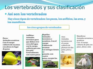 Los vertebrados y sus clasificación



                      Anfibios:          Reptiles:
                                         Animales              Aves:            Mamíferos:
Peces:                Animales                                                  Animales terrestres u
                      terrestres pero    terrestres o          Animales
Animales acuáticos                       acuáticos. Con el     terrestres con   acuáticos
Con el cuerpo         que deben vivir                                           Con el cuerpo
                      cerca del agua     cuerpo                el cuerpo
cubierto de escamas                      Cubierto de           cubierto de      cubierto de pelo con
con aletas en lugar   con le cuerpo                                             patas ,aletas o alas
                      cubierto por una   escamas               plumas con dos
de patas                                 Las tortugas tienen   patas, poco y
                      fina piel.
                      Generalmente.      ca-                   alas
                      con cuatro patas   parazón .con
                                         cuatro
                                         patas, excepto las
                                         serpientes.
 