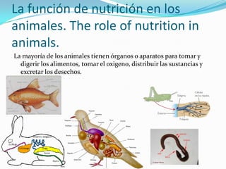 La función de nutrición en los
animales. The role of nutrition in
animals.
La mayoría de los animales tienen órganos o aparatos para tomar y
  digerir los alimentos, tomar el oxigeno, distribuir las sustancias y
  excretar los desechos.
 