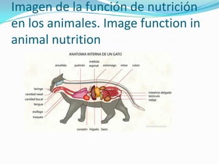 Imagen de la función de nutrición
en los animales. Image function in
animal nutrition
 